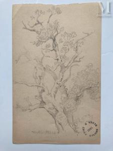 POINT Armand 1861-1932,Etude d\’arbre,Millon & Associés FR 2024-02-08