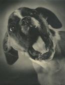POLLACK Karl,Jeune chien Boxer,c.1950,Millon & Associés FR 2013-03-19