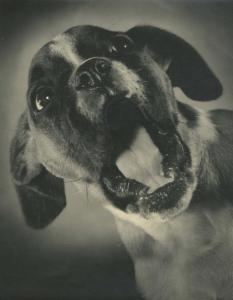 POLLACK Karl,Jeune chien Boxer,c.1950,Millon & Associés FR 2013-03-19