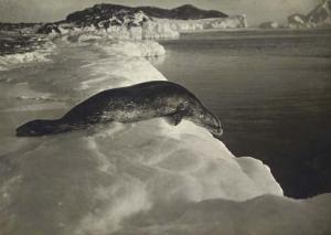 PONTING Herbert George 1870-1935,Weddell seal diving off the ice,1911,Christie's GB 2006-09-27