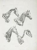 PONZI Giuseppe,Anatomia Artistica del Cavallo,Bloomsbury London GB 2012-11-08