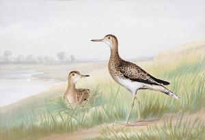 POPE Alexander 1763-1835,Upland Game Birds and Water Fowl of the United Sta,1878,Bonhams 2011-11-21