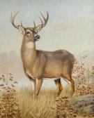 POPE Alexander 1849-1924,White-Tailed Deer,1908,Copley US 2014-07-25