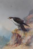 POWELL William E 1878-1955,A survey 'Peregrine Falcon',1929,Lacy Scott & Knight GB 2015-12-12