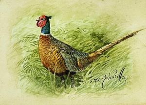 POWELL William E 1878-1955,cock pheasant,1926,Rogers Jones & Co GB 2023-02-17