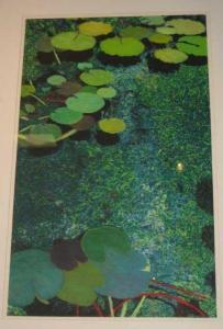 PRESTON FRIEDLANDER Allan,GREEN SHIMMERING POND,2001,Ivey-Selkirk Auctioneers US 2009-05-16