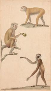 PRETRE Jean Gabriel,Singes, caprins et cervidés,Artcurial | Briest - Poulain - F. Tajan 2020-06-16