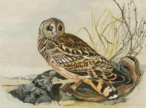 PRICE JONES Humprey 1941,Tawney owl with prey,1962,Bonhams GB 2010-12-02