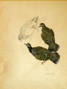 PRICE JONES Humprey 1941,Young Forest Bronzewing,Theodore Bruce AU 2013-04-21