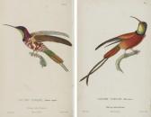 PRIMEVERE Rene 1794-1849,Histoire naturelle des oiseaux-mouches.,1794,Christie's GB 2007-11-14