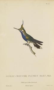 PRIMEVERE Rene 1794-1849,Histoire Naturelle des Oiseaux-Mouches,Bonhams GB 2014-02-10