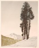 Prins Hans 1908-1999,of fir trees in the snow against a mountain back,Fieldings Auctioneers Limited 2009-05-16