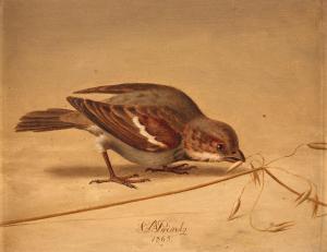 PRINTZ Christian August 1819-1867,House sparrow (Passer domesticus),1865,Bukowskis SE 2017-06-07
