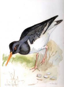 PROCTOR Howard 1900-1900,Oyster Catcher,John Nicholson GB 2014-12-17