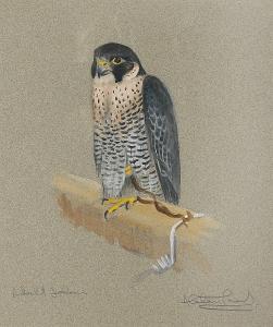 PROUD Alastair 1954,Adult falcon (male peregrine),Bonhams GB 2007-11-27