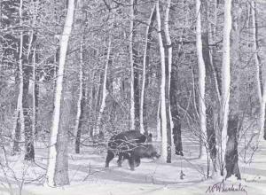 PUCHALSKI Wlodzimierz 1909-1979,Keiler im Rauhreifwald,Kastern DE 2013-07-06