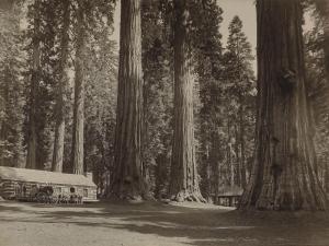 PUTNAM & VALENTINE 1800-1900,Forest with redwood trees,1910,Christie's GB 2011-11-02