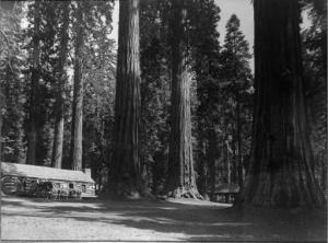 PUTNAM & VALENTINE 1800-1900,Forest with redwood trees,Christie's GB 2000-05-05