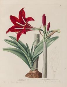 PYRAMUS DE Candolle Augustin,Plantes Rares du Jardin de Genève,Bloomsbury London GB 2013-07-11