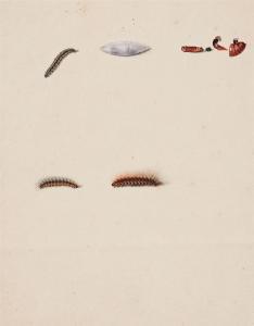 RÖSEL VON ROSENHOF August Johann 1705-1759,Developmental Stages of a Caterpillar,Lempertz 2020-11-14