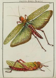 RÖSEL VON ROSENHOF August Johann 1705-1759,Herausgegeben Insecten-Belustigung,Dreweatts 2014-02-27