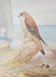 RANKIN Andrew Scott 1868-1942,Studies of a Robin, Golden Eagle and Kestrel,Gorringes GB 2023-02-13