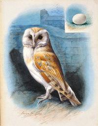 RANKIN George James 1864-1937,Barn Owl,Shapes Auctioneers & Valuers GB 2013-06-01