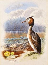 RANKIN George James 1864-1937,Great Crested Grebe,Shapes Auctioneers & Valuers GB 2013-06-01