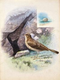 RANKIN George James 1864-1937,Rock Pipit,Shapes Auctioneers & Valuers GB 2013-06-01