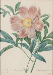 REDOUTE Henri Joseph,Pivoine officinale à fleurs simples / Paeonia offi,Dogny Auction 2012-11-27