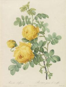 REDOUTE P.J,Les Roses,1820,Ketterer DE 2014-11-17