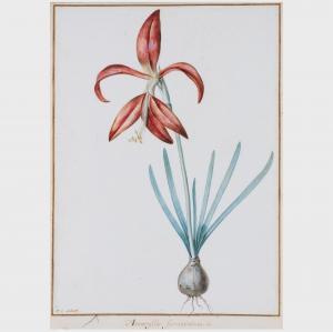 REDOUTE Pierre Joseph 1759-1840,Amaryllis Formosissima,Stair Galleries US 2023-11-09