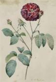 REDOUTE Pierre Joseph 1759-1840,Etude d'une rose rouge,Christie's GB 2011-04-01