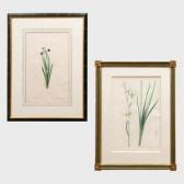 REDOUTE Pierre Joseph 1759-1840,Iris Sibirica; and Iris Versicolor,Stair Galleries US 2019-05-17