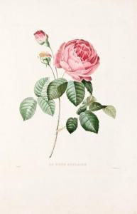 REDOUTE Pierre Joseph 1759-1840,Le Bouquet Royal oeuvre posthume de P.J. Redout,Bloomsbury New York 2009-01-26