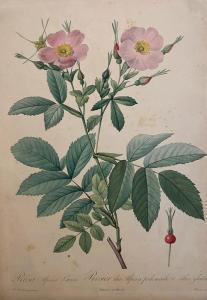 REDOUTE Pierre Joseph 1759-1840,Rosa Alpina Laevis. Rosier des Alpes à pédo,1817,Etienne de Baecque 2024-03-14