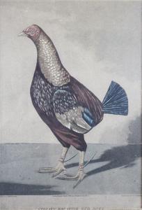 Reeves R.G.,Streaky breasted red dune game cock,Wright Marshall GB 2018-11-06