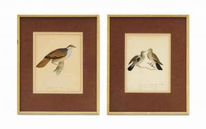 REICHENBACH Heinrich Gotlieb L 1793-1879,STUDIES OF DOVES AND PIGEONS,Christie's GB 2015-01-27