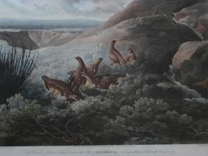 REINAGLE Philip 1749-1833,RED GROUSE,Lawrences GB 2010-04-23