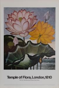 REINAGLE Philip 1749-1833,Tulips, Temple of Flora,1980,Ro Gallery US 2022-08-10
