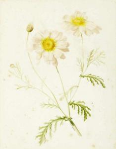 REINHART Anna Emilia 1809-1884,Kamillenzweig mit Blüten,Zofingen CH 2018-11-22