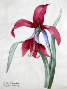 REINHART Anna Emilia 1809-1884,Study of a pink lily,Rosebery's GB 2012-09-18