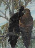 RENNY James 1946,Two eagles surveying their territory,1990,Christie's GB 2005-06-12