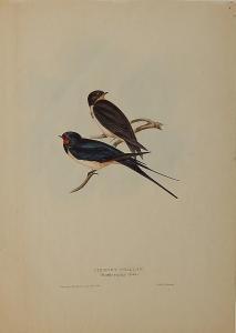 RICHER Gould,Chimney Swallow,Rachel Davis US 2014-12-14