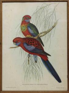 RICHER Gould,Les oiseaux exotiques,Ruellan FR 2015-01-24