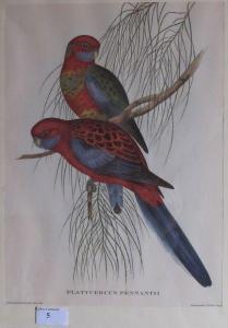 RICHER Gould,oiseaux exotiques,Lafon FR 2012-04-24