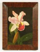 RICHES Lizzie 1950,A CATTLEYA ORCHID,Sworders GB 2017-11-13
