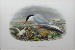 RICHTER H.R,Sterna Hirundo,1875,Kaminski & Co. US 2007-03-31