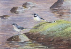 RICKMAN Philip,A pair of Grey Wagtails, perched on a rocky outcro,1956,Tennant's 2024-01-26