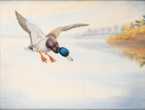 RICKMAN Philip 1892-1982,Mallard in Flight,William Doyle US 2024-04-24